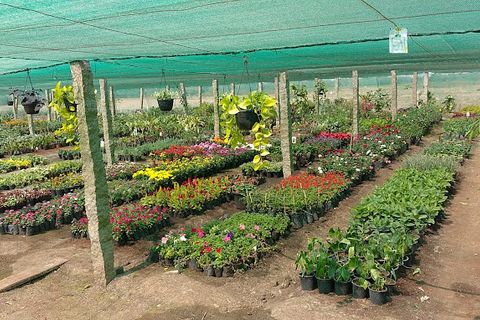Gopal Vegetable Nursery